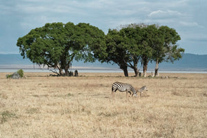 Ngorongoro Crater, Tanzania (I) - Open Edition (3 sizes available)